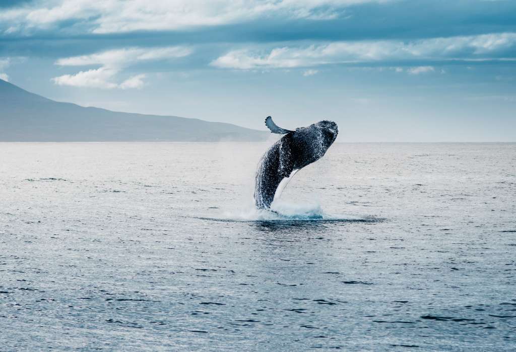 ver ballenas en tenerife