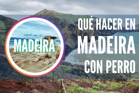 Que hacer en madeira con perro