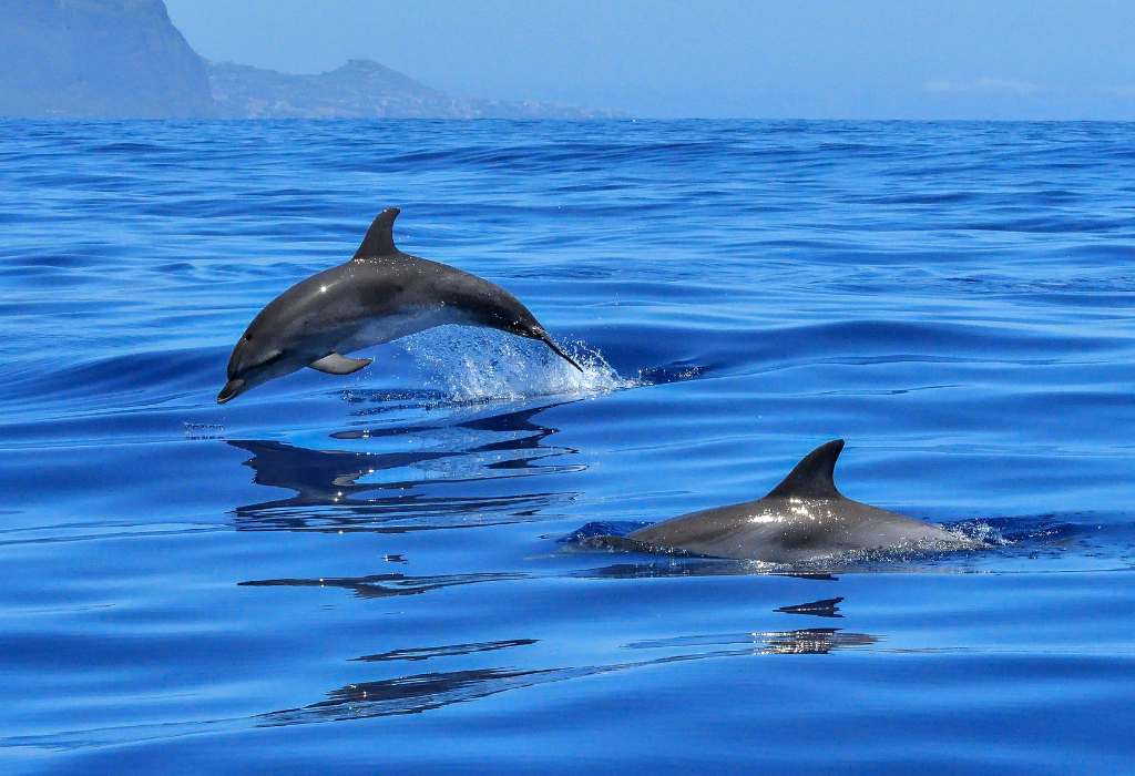 ver delfines en tenerife