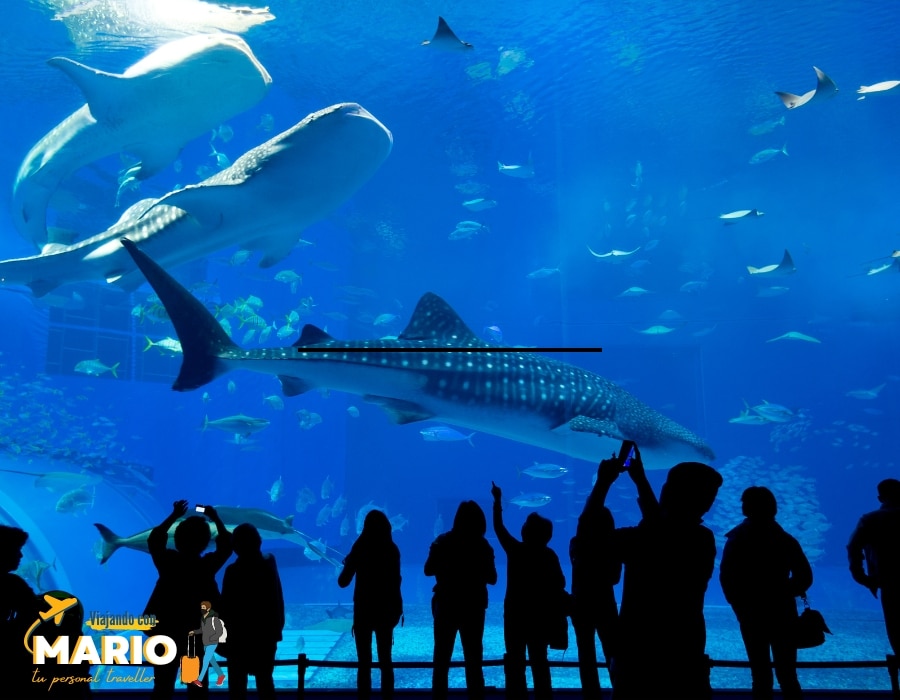 cosas para hacer en barcelona con adolescentes Aquarium