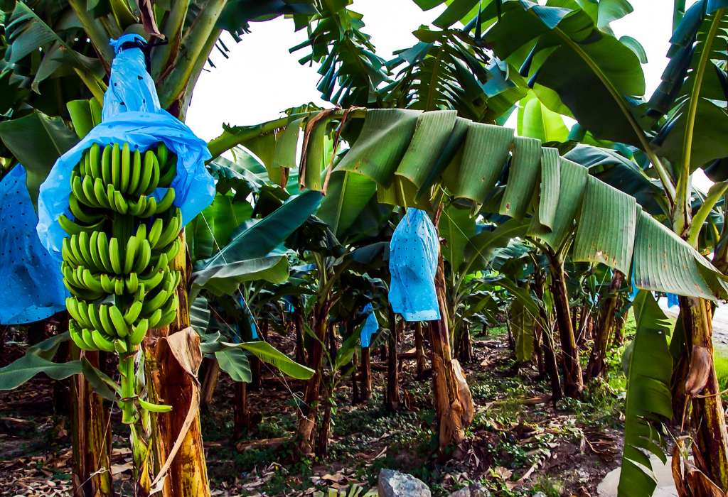 Ver una plantación de plátanos en Tenerife