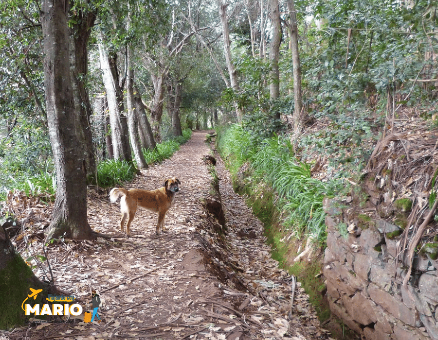 levada con perro y niños madeira